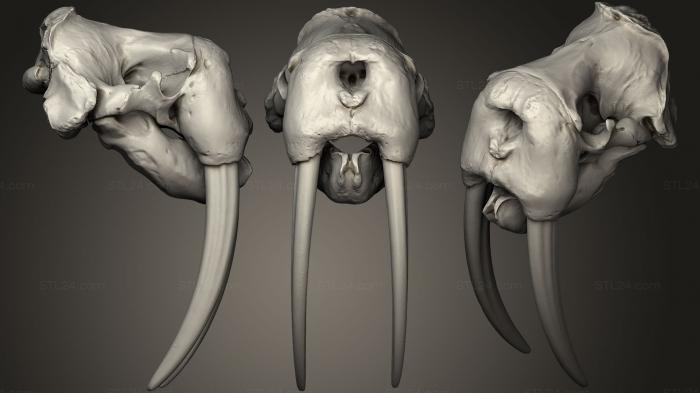 Анатомия скелеты и черепа (Черепа животных 0216, ANTM_0243) 3D модель для ЧПУ станка